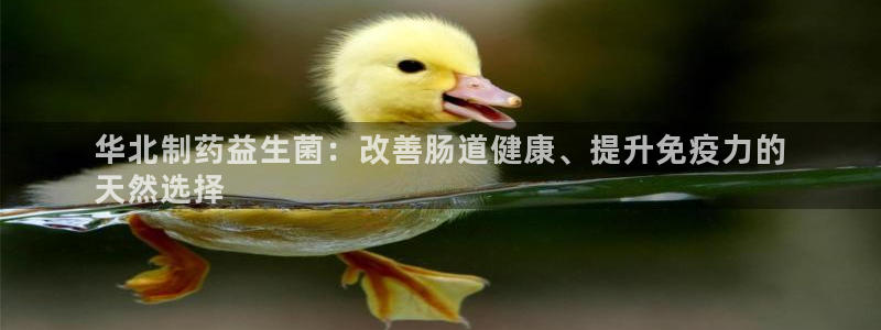 九游会老哥俱乐部官网首页：华北制药益生菌：改善肠道健康、提升免疫力的
天然选择